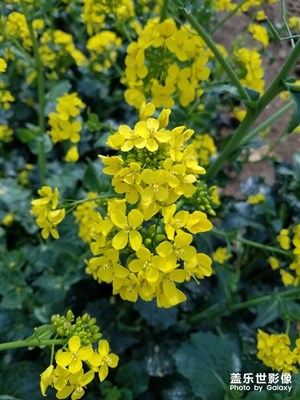 【油菜花開】