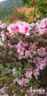 再美的鮮花都會(huì)凋零