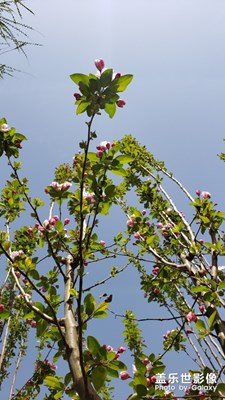 看花的季節(jié)，