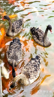 戲水