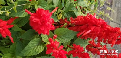 鮮花太美