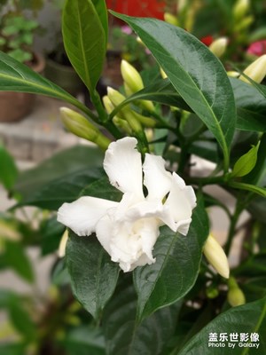 花滋滋花