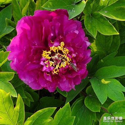 照到了小蜜蜂
