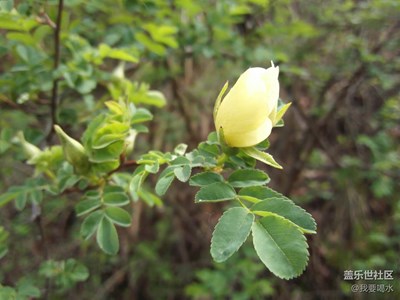 山里面的花朵真的很多的呢