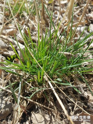 【陽(yáng)光的味道】春暖花開(kāi)