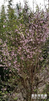 桃花朵朵開