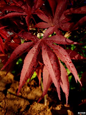 剛種的一顆紅楓樹