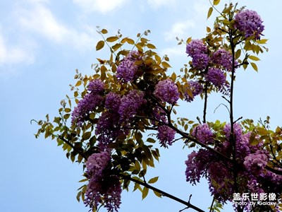 紫藤花開