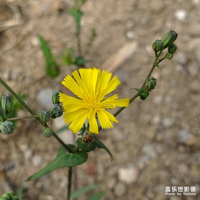 路邊