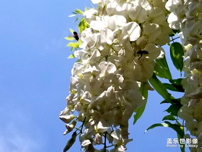 嘉定紫藤公園