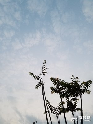 【香椿樹】