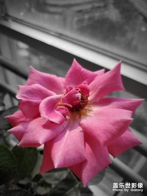 月季花