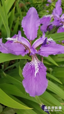 好看的花。。。。