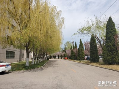 柳樹綠了