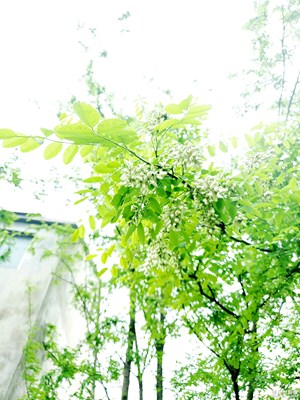 谷雨筍茶俱俊美，條風(fēng)杞菊競甘腴。