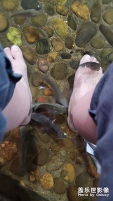 魚療