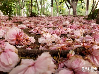落紅不是無情物