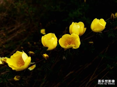 【不負(fù)好春光】+花開的季節(jié)