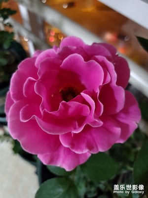 《花開(kāi)花落》s10+隨拍記錄它們成長(zhǎng)時(shí)刻