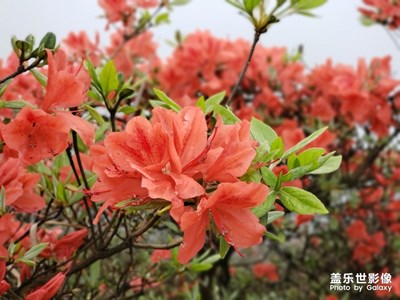 映山紅，紅滿山