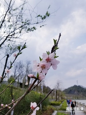 【不負(fù)好春光】+歲歲年年花相似