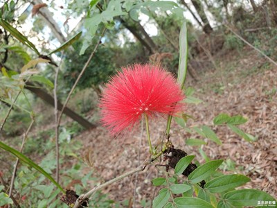 【不負(fù)好春光】+心靜自然涼