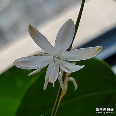 小花??