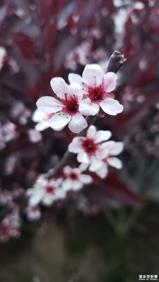 【不負(fù)好春光】+春光無限