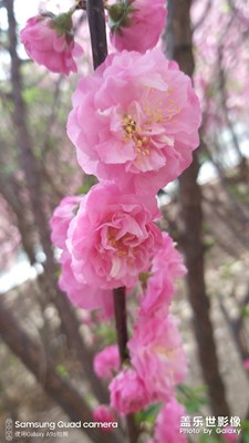 春意盎然，櫻花爛漫
