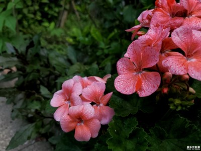 【不負(fù)好春光】+春末的家庭聚會(huì)