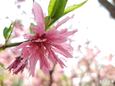 【不負好春光】+菊花桃