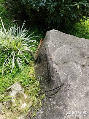 抓拍