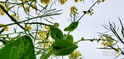 油菜花