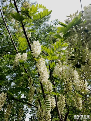 【不負好春光】+春天的饋贈-槐花