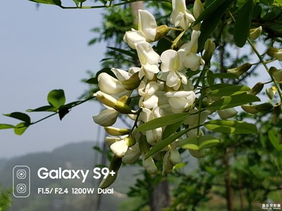 【不負好春光】+洋槐花香四溢