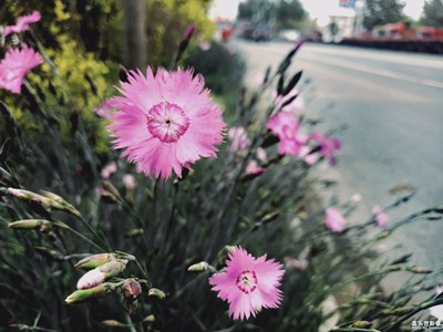 【不負好春光】+路邊隨手拍