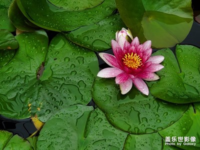 雨中花，S10