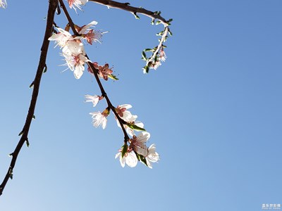 【不負(fù)好春光】+春天剛剛到來