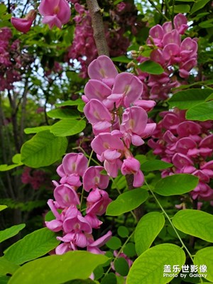 紫色的槐花
