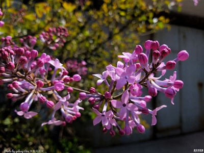 【春】+丁香芬芳