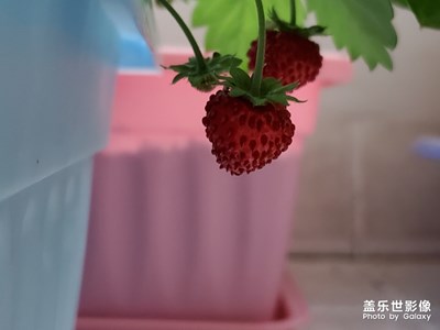 自己種的草莓