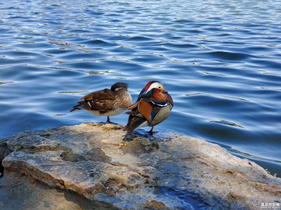 【不負(fù)好春光】+心向陽(yáng)光