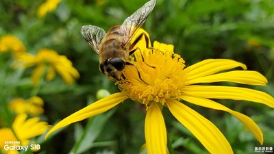 日薰香暖蜜蜂來(lái)——“5.1”勞動(dòng)節(jié)紀(jì)念