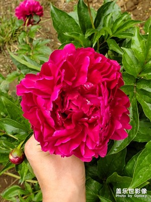 百花公園。