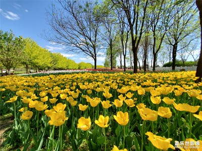 世界花后-郁金香
