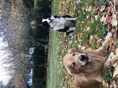 中年女士心里苦啊所以養(yǎng)兩只狗吧