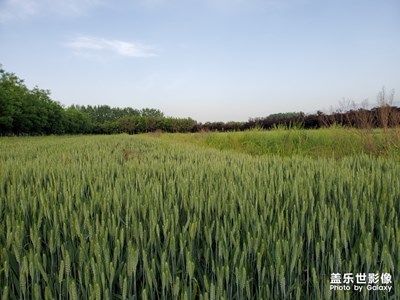 看見麥田