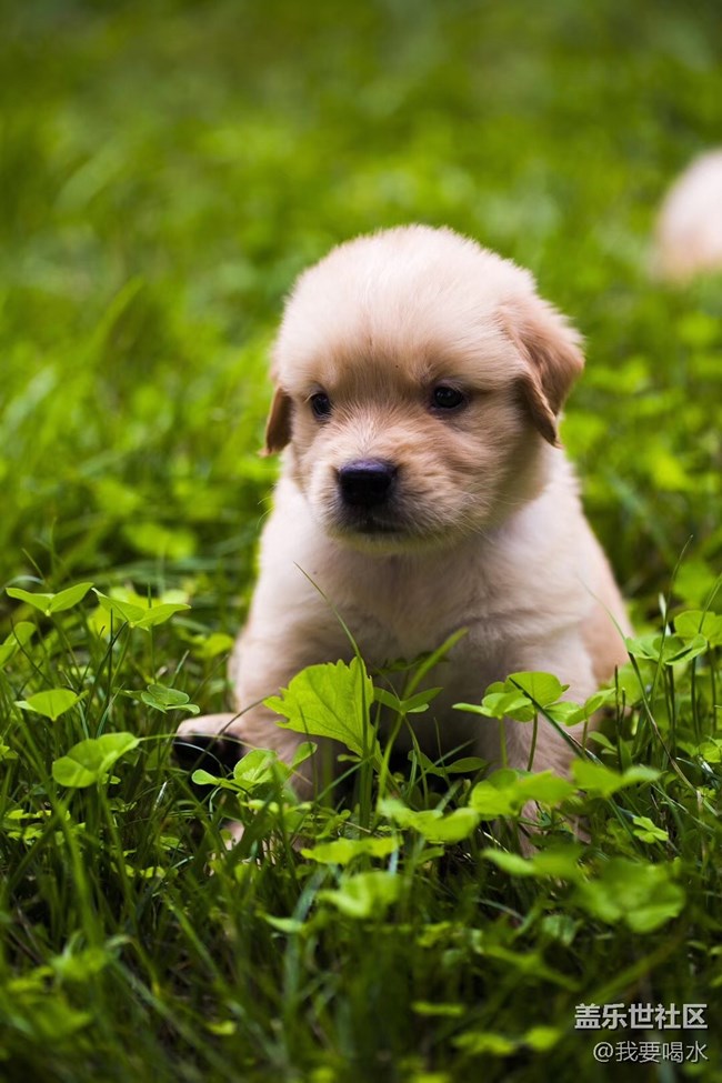 人是需要投入情感到其他的東西上面的自己養(yǎng)的狗不能丟啊