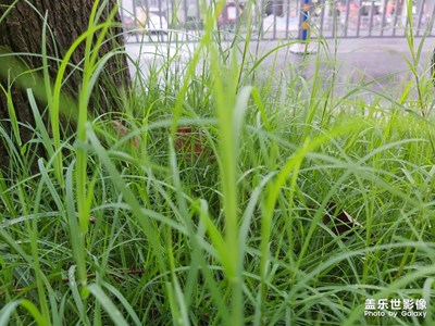 拍照真不如紅米7pro，不過(guò)安裝了谷歌相機(jī)有明顯的提升