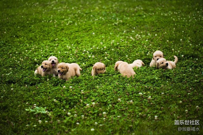 人是需要投入情感到其他的東西上面的自己養(yǎng)的狗不能丟啊